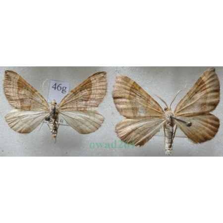 Scotopteryx chenopodiata (Linnaeus, 1758) pair Paśnik komosiak Czech46g